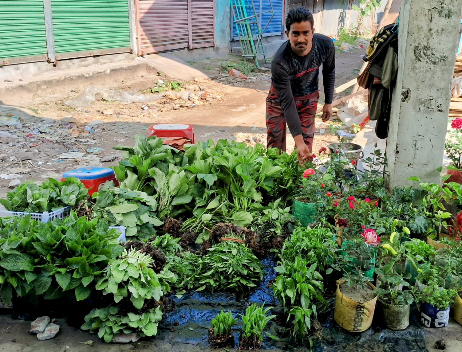 শীতকালীন সবজি চারার ব্যবসায় সাবলম্ভী চাষি