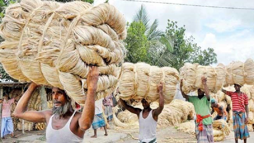 ১৭ দেশের বাজার হারিয়েছে কাঁচাপাট, কমেছে রপ্তানি