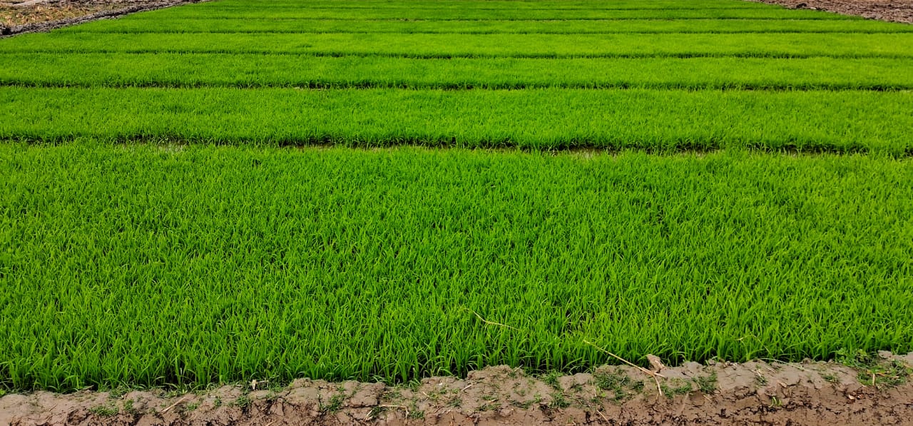 বোরো আবাদ শুরু, ৬ হাজার হেক্টরে চাষের আশা