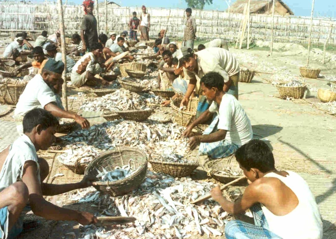 দুবলায় শুরু শুঁটকি মৌসুম, জীবনের ঝুঁকি নিয়ে সাগরে ১০ হাজার জেলে