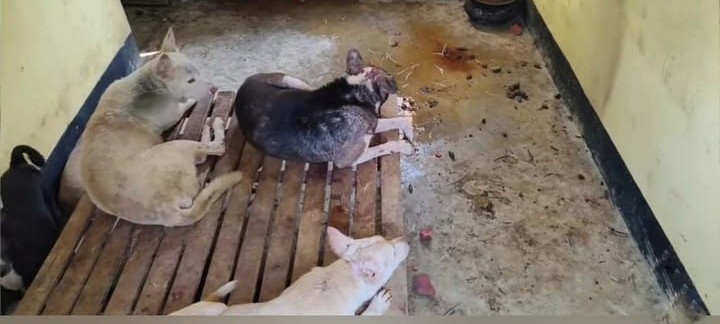 কেরানীগঞ্জ বাঘাশুরে রাতের আঁধারে কুকুর জবাই ও মাংস সরবরাহের অভিযোগ, আতঙ্কে এলাকাবাসী